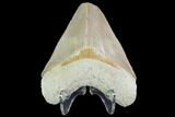 Serrated, Bone Valley Megalodon Tooth - Florida #99929-1